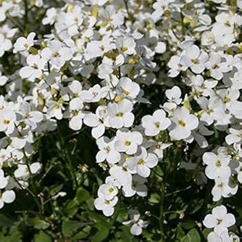 1762  Arabis caucasica  Snow Cap  I  Svenskt namn  :Fagertrav  I  Krukstorlek   : 11c  I  Förväntad Höjd  :  15 cm  I  Blomningstid :  april-maj - 3