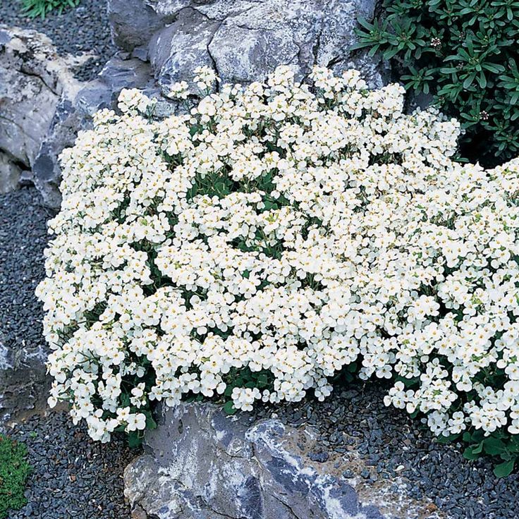 1762  Arabis caucasica  Snow Cap  I  Svenskt namn  :Fagertrav  I  Krukstorlek   : 11c  I  Förväntad Höjd  :  15 cm  I  Blomningstid :  april-maj
