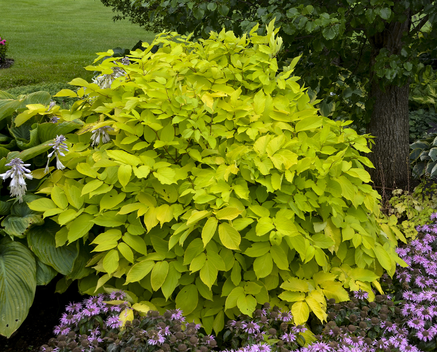 1846  Aralia cordata  Sun King  I  Svenskt namn  :Sallatsaralia  I  Krukstorlek   : SQ1  I  Förväntad Höjd  :  90 cm  I  Blomningstid :  aug-sept - 3