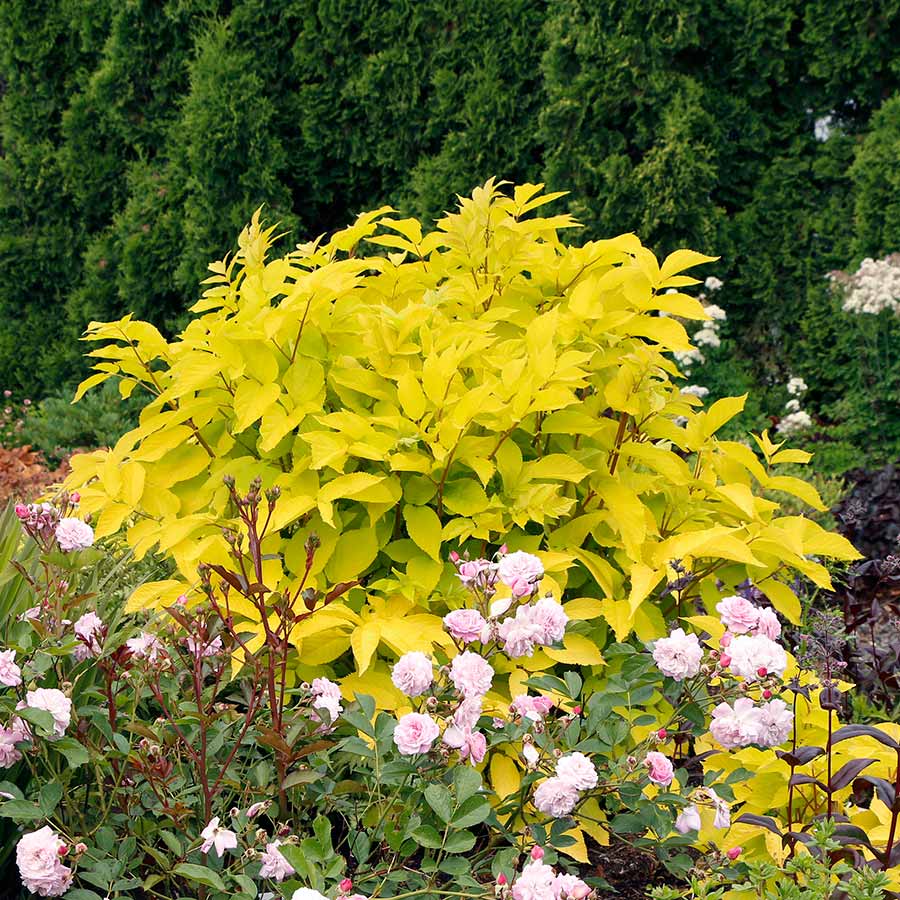 1846  Aralia cordata  Sun King  I  Svenskt namn  :Sallatsaralia  I  Krukstorlek   : SQ1  I  Förväntad Höjd  :  90 cm  I  Blomningstid :  aug-sept - 2