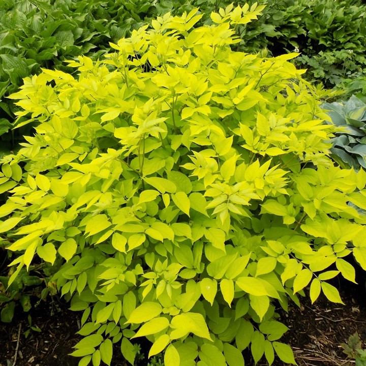 1846  Aralia cordata  Sun King  I  Svenskt namn  :Sallatsaralia  I  Krukstorlek   : SQ1  I  Förväntad Höjd  :  90 cm  I  Blomningstid :  aug-sept