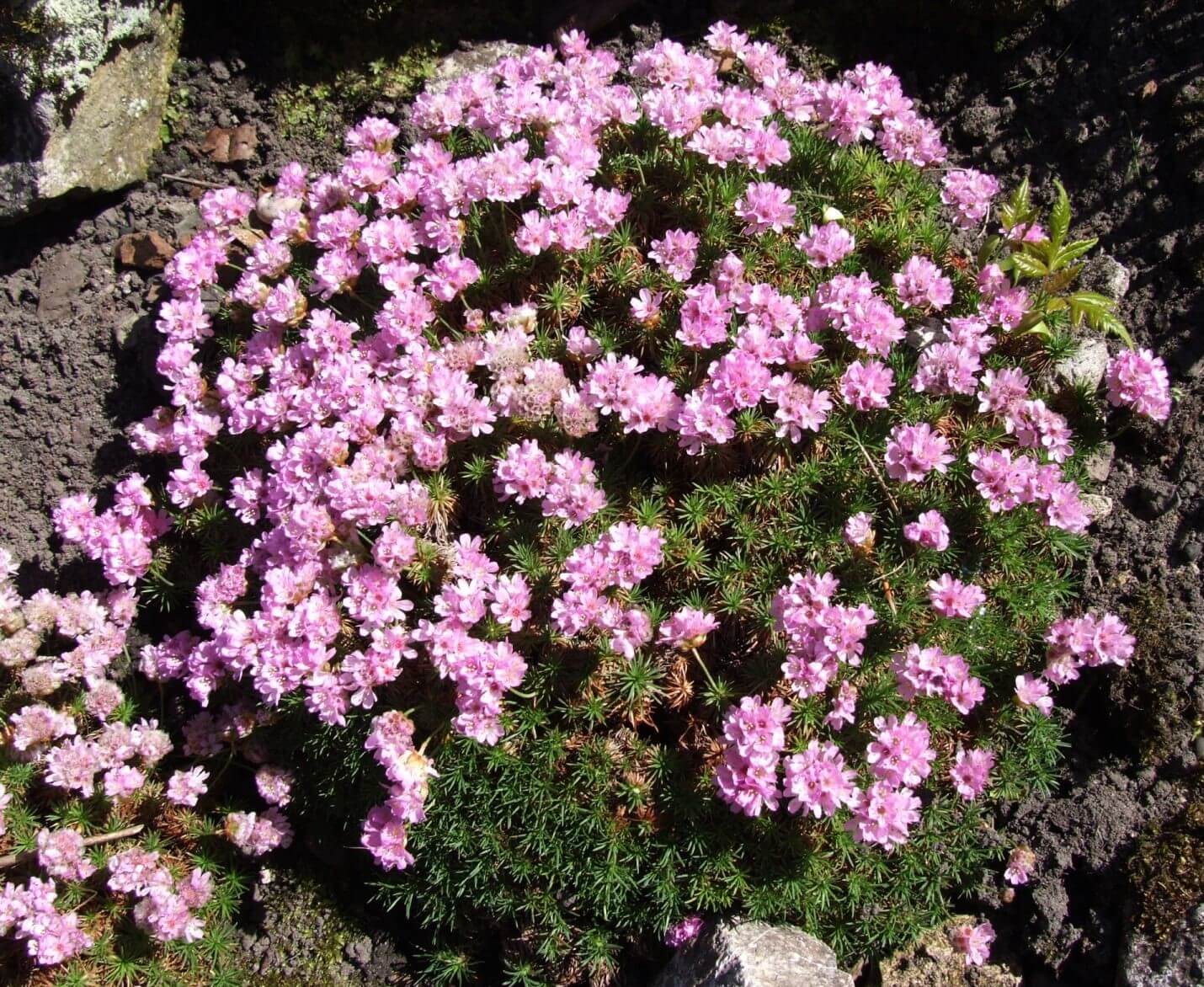 1848  Armeria caespitosa  I  Svenskt namn  :Tuvtrift  I  Krukstorlek   : 11c  I  Förväntad Höjd  :  10 cm  I  Blomningstid :  maj-juni - 2