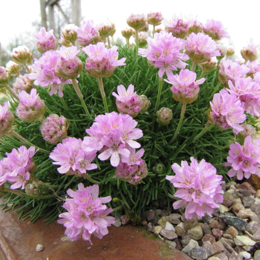 1848  Armeria caespitosa  I  Svenskt namn  :Tuvtrift  I  Krukstorlek   : 11c  I  Förväntad Höjd  :  10 cm  I  Blomningstid :  maj-juni