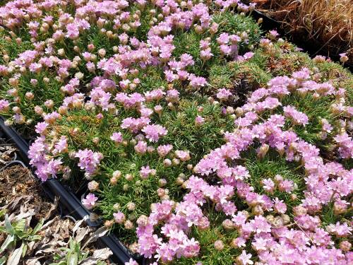 1848  Armeria caespitosa  I  Svenskt namn  :Tuvtrift  I  Krukstorlek   : 11c  I  Förväntad Höjd  :  10 cm  I  Blomningstid :  maj-juni - 3