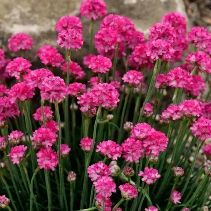 1855  Armeria maritima  Abbey Rose  I  Svenskt namn  :Strandtrift  I  Krukstorlek   : 11c  I  Förväntad Höjd  :  15 cm  I  Blomningstid :  maj-juni