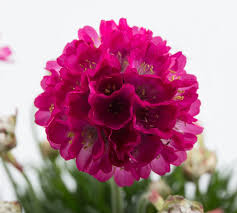 1855  Armeria maritima  Abbey Rose  I  Svenskt namn  :Strandtrift  I  Krukstorlek   : 11c  I  Förväntad Höjd  :  15 cm  I  Blomningstid :  maj-juni - 3
