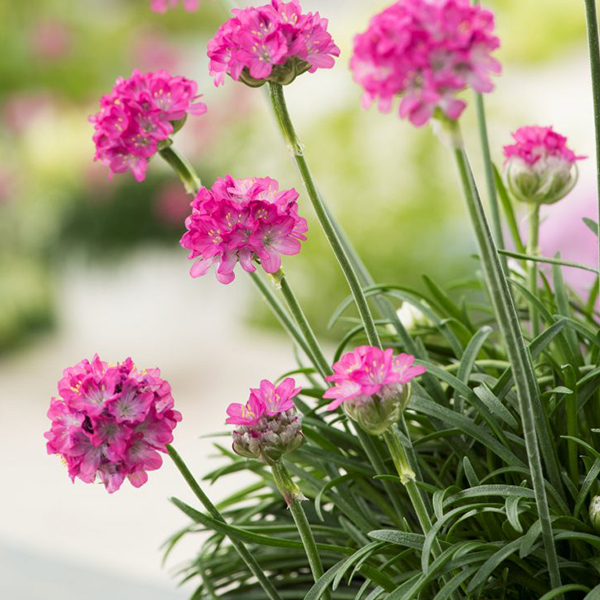 1855  Armeria maritima  Abbey Rose  I  Svenskt namn  :Strandtrift  I  Krukstorlek   : 11c  I  Förväntad Höjd  :  15 cm  I  Blomningstid :  maj-juni - 2