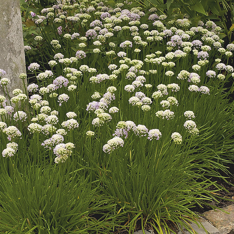1857  Armeria maritima  Abbey White  I  Svenskt namn  :Strandtrift  I  Krukstorlek   : 11c  I  Förväntad Höjd  :  15 cm  I  Blomningstid :  maj-juni - 3