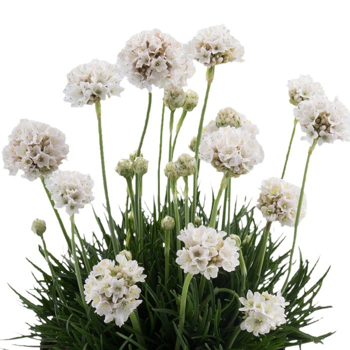 1857  Armeria maritima  Abbey White  I  Svenskt namn  :Strandtrift  I  Krukstorlek   : 11c  I  Förväntad Höjd  :  15 cm  I  Blomningstid :  maj-juni - 2