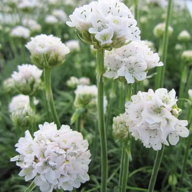 1857  Armeria maritima  Abbey White  I  Svenskt namn  :Strandtrift  I  Krukstorlek   : 11c  I  Förväntad Höjd  :  15 cm  I  Blomningstid :  maj-juni