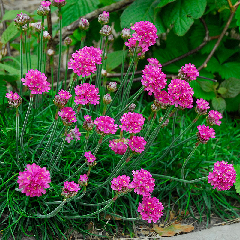 1893  Armeria maritima  Vesuvius  I  Svenskt namn  :Strandtrift  I  Krukstorlek   : 11c  I  Förväntad Höjd  :  15 cm  I  Blomningstid :  maj-juni - 3