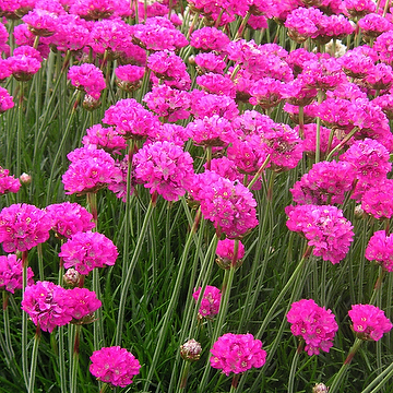 1893  Armeria maritima  Vesuvius  I  Svenskt namn  :Strandtrift  I  Krukstorlek   : 11c  I  Förväntad Höjd  :  15 cm  I  Blomningstid :  maj-juni - 2