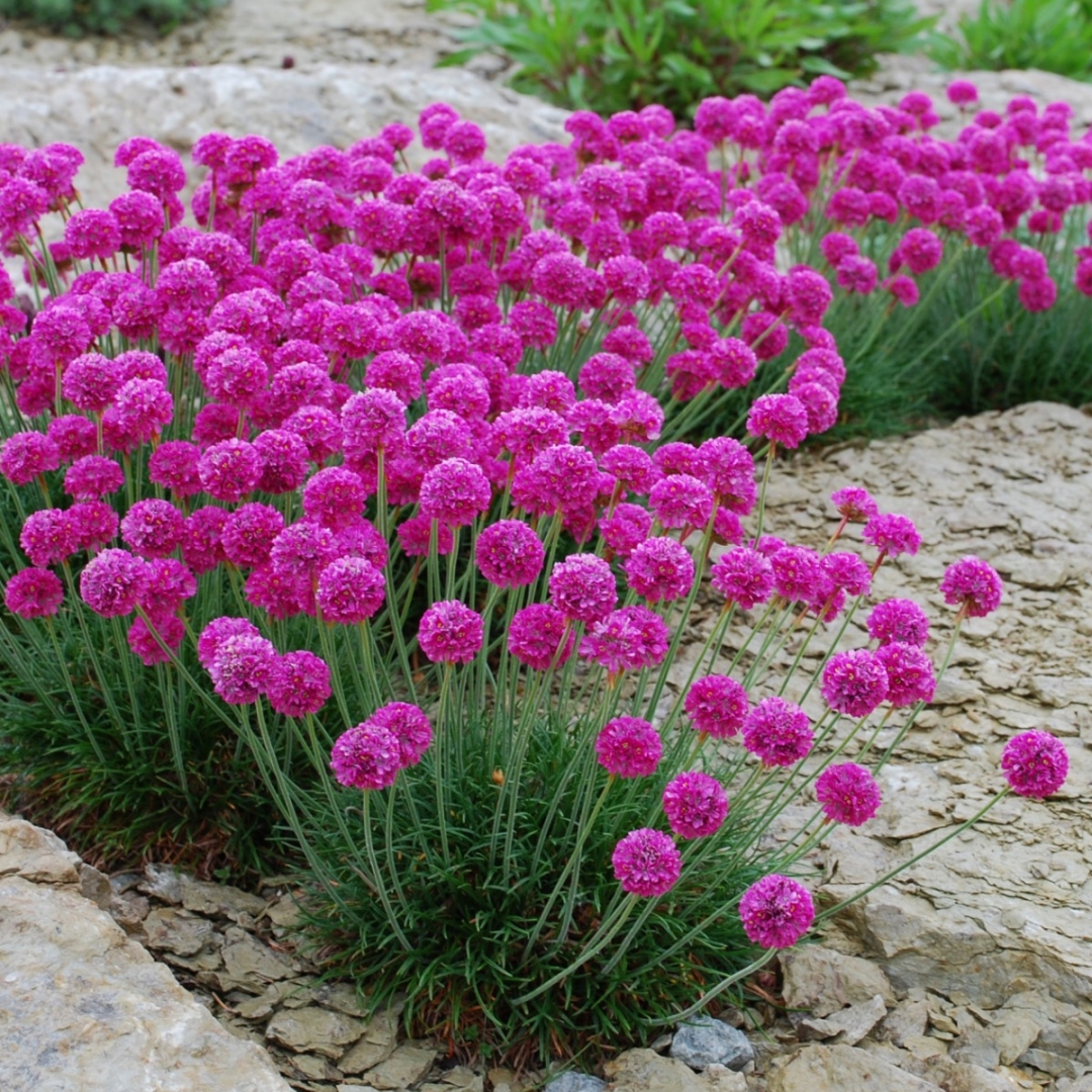 1893  Armeria maritima  Vesuvius  I  Svenskt namn  :Strandtrift  I  Krukstorlek   : 11c  I  Förväntad Höjd  :  15 cm  I  Blomningstid :  maj-juni