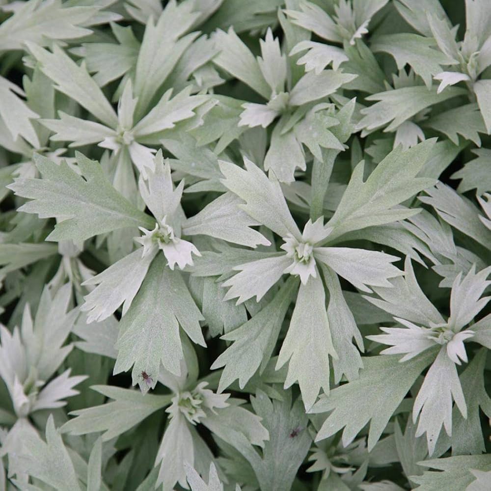 1949  Artemisia ludoviciana  Valerie Finnis  I  Svenskt namn  :Vitmalört  I  Krukstorlek   : SQ1  I  Förväntad Höjd  :  40 cm  I  Blomningstid :  .....