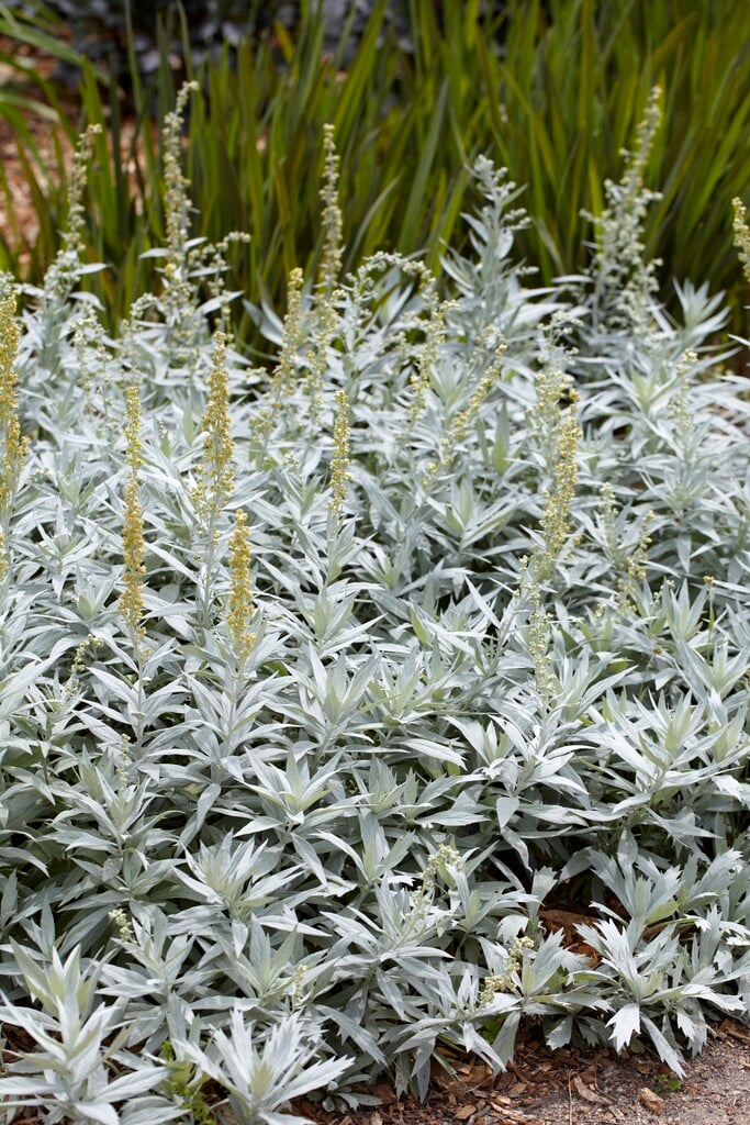 1949  Artemisia ludoviciana  Valerie Finnis  I  Svenskt namn  :Vitmalört  I  Krukstorlek   : SQ1  I  Förväntad Höjd  :  40 cm  I  Blomningstid :  ..... - 3