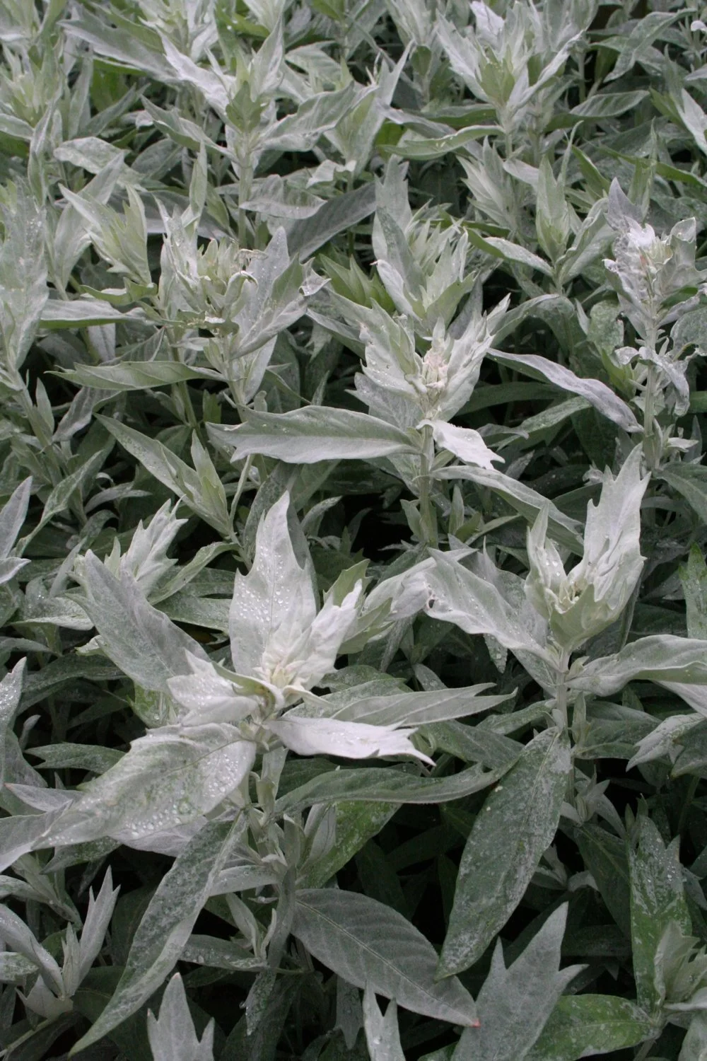 1949  Artemisia ludoviciana  Valerie Finnis  I  Svenskt namn  :Vitmalört  I  Krukstorlek   : SQ1  I  Förväntad Höjd  :  40 cm  I  Blomningstid :  ..... - 2