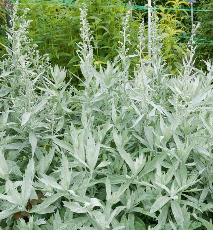 1949  Artemisia ludoviciana  Valerie Finnis  I  Svenskt namn  :Vitmalört  I  Krukstorlek   : SQ1  I  Förväntad Höjd  :  40 cm  I  Blomningstid :  ..... - 4