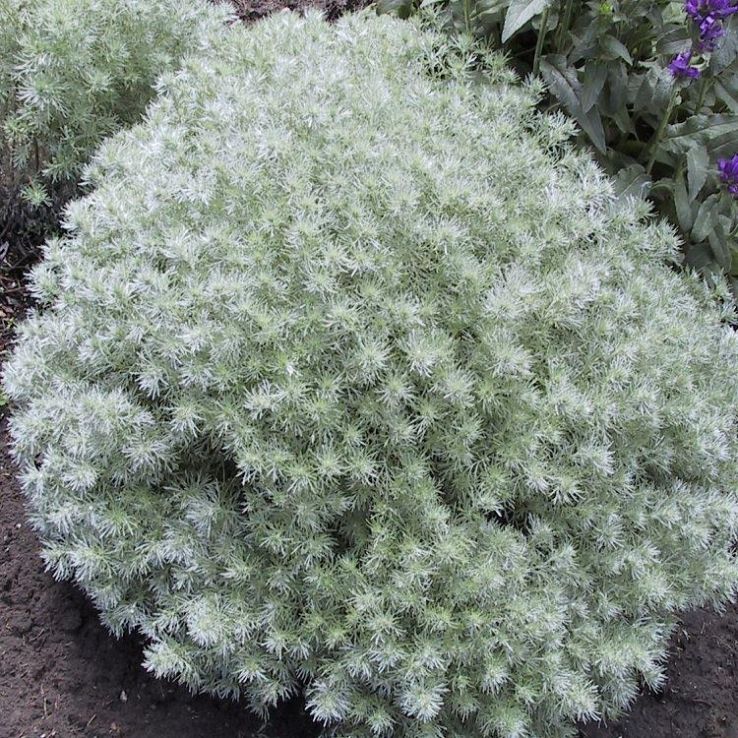 1960  Artemisia schmidtiana  Nana  I  Svenskt namn  :Japansk malört  I  Krukstorlek   : 11c  I  Förväntad Höjd  :  20 cm  I  Blomningstid :  .....