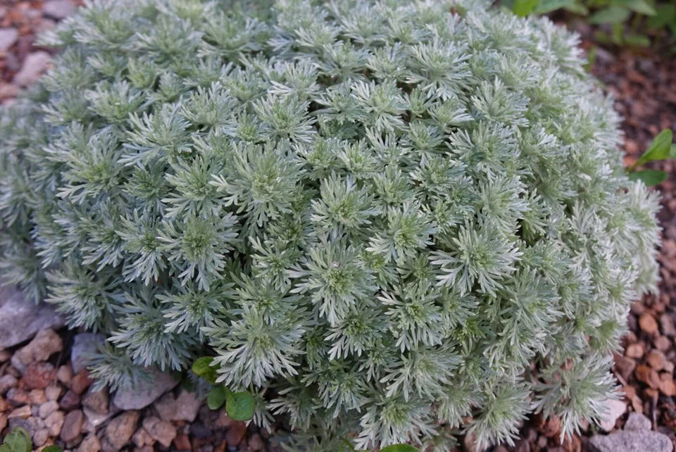 1960  Artemisia schmidtiana  Nana  I  Svenskt namn  :Japansk malört  I  Krukstorlek   : 11c  I  Förväntad Höjd  :  20 cm  I  Blomningstid :  ..... - 2