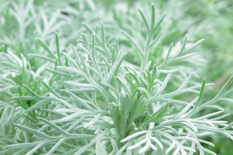 1960  Artemisia schmidtiana  Nana  I  Svenskt namn  :Japansk malört  I  Krukstorlek   : 11c  I  Förväntad Höjd  :  20 cm  I  Blomningstid :  ..... - 4