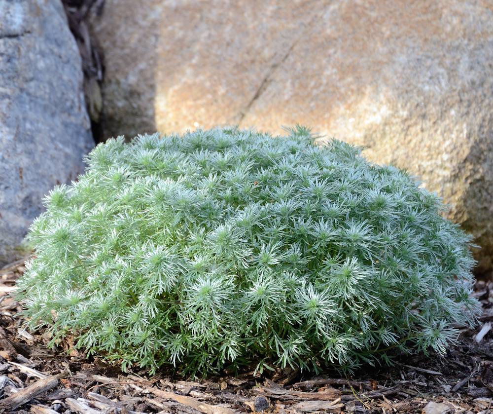 1960  Artemisia schmidtiana  Nana  I  Svenskt namn  :Japansk malört  I  Krukstorlek   : 11c  I  Förväntad Höjd  :  20 cm  I  Blomningstid :  ..... - 3