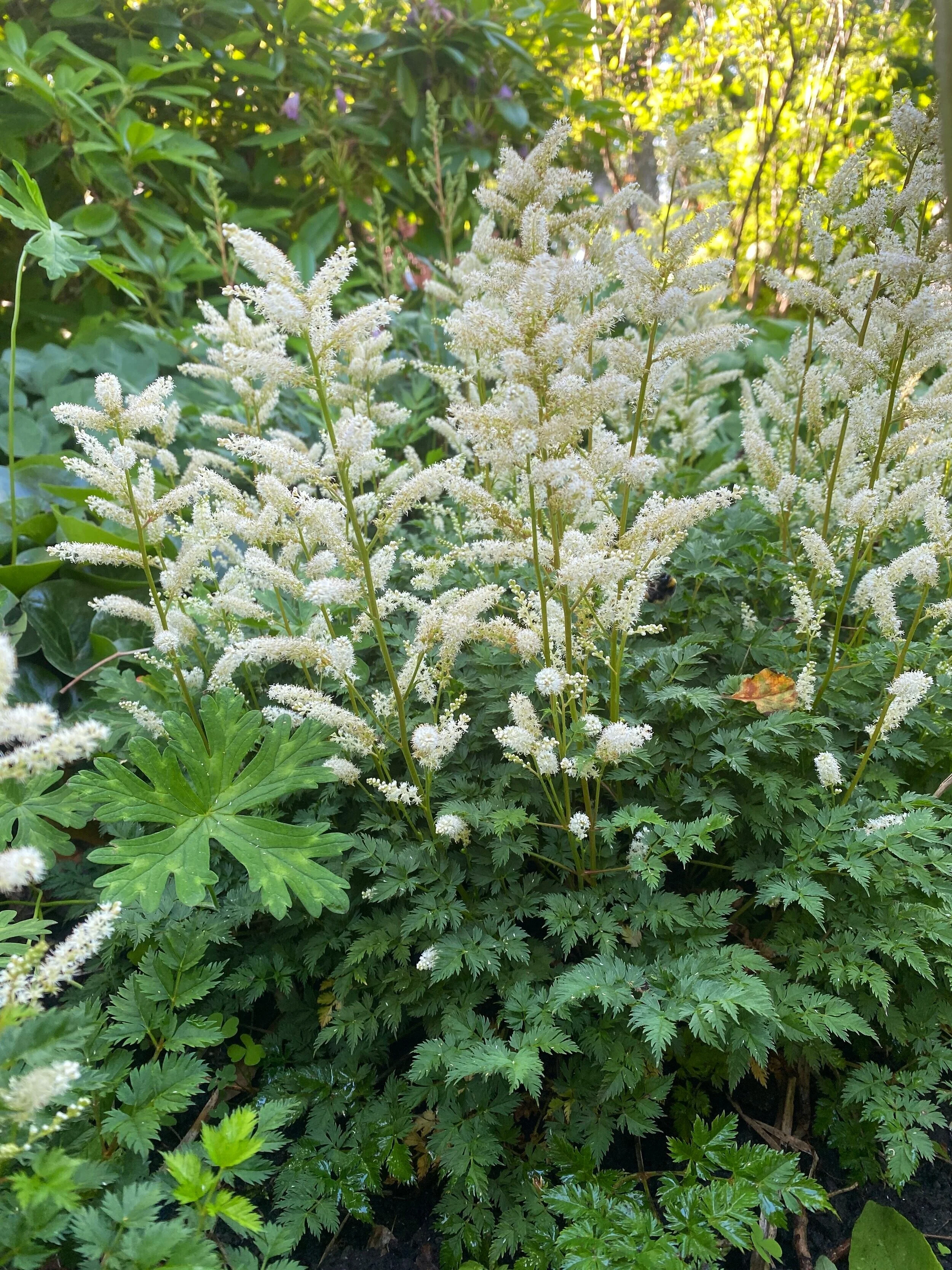 1990  Aruncus aethusifolius  I  Svenskt namn  :Koreansk plymspirea  I  Krukstorlek   : 11c/P9  I  Förväntad Höjd  :  30 cm  I  Blomningstid :  juni-juli - 2
