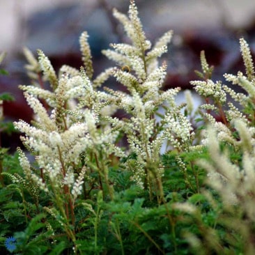 1990  Aruncus aethusifolius  I  Svenskt namn  :Koreansk plymspirea  I  Krukstorlek   : 11c/P9  I  Förväntad Höjd  :  30 cm  I  Blomningstid :  juni-juli - 3
