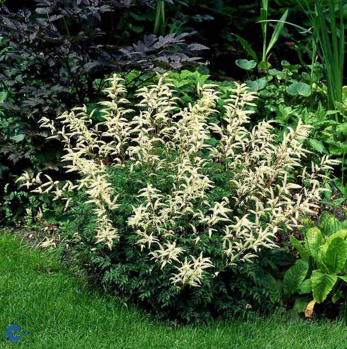 1990  Aruncus aethusifolius  I  Svenskt namn  :Koreansk plymspirea  I  Krukstorlek   : 11c/P9  I  Förväntad Höjd  :  30 cm  I  Blomningstid :  juni-juli