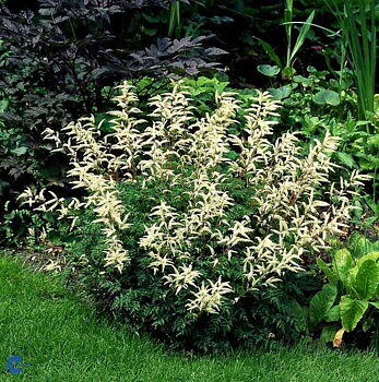 1990  Aruncus aethusifolius  I  Svenskt namn  :Koreansk plymspirea  I  Krukstorlek   : 11c/P9  I  Förväntad Höjd  :  30 cm  I  Blomningstid :  juni-juli