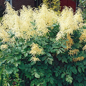 2000  Aruncus dioicus  I  Svenskt namn  :Plymspirea  I  Krukstorlek   : P9  I  Förväntad Höjd  :  150 cm  I  Blomningstid :  juni-juli