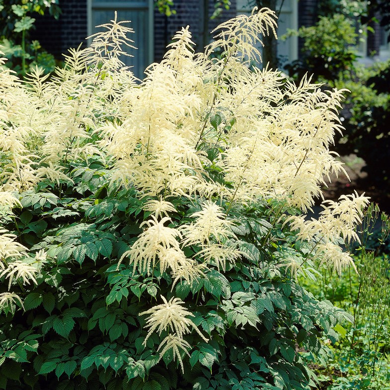 2000  Aruncus dioicus  I  Svenskt namn  :Plymspirea  I  Krukstorlek   : P9  I  Förväntad Höjd  :  150 cm  I  Blomningstid :  juni-juli - 2
