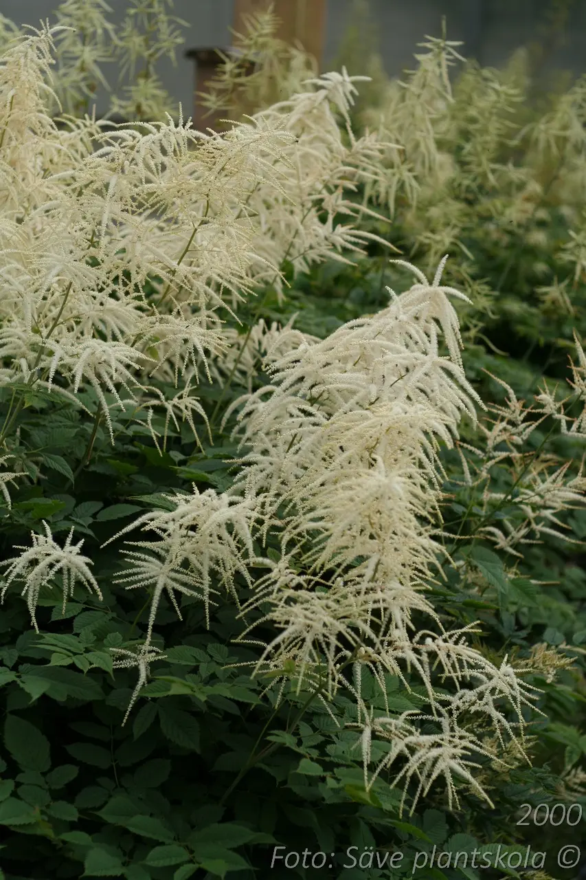 2000  Aruncus dioicus  I  Svenskt namn  :Plymspirea  I  Krukstorlek   : P9  I  Förväntad Höjd  :  150 cm  I  Blomningstid :  juni-juli - 3