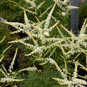 1993  Aruncus Fairy Hair (PBR)  I  Svenskt namn  :Hybridspirea  I  Krukstorlek   : SQ1  I  Förväntad Höjd  :  50 cm  I  Blomningstid :  juni-juli - 3