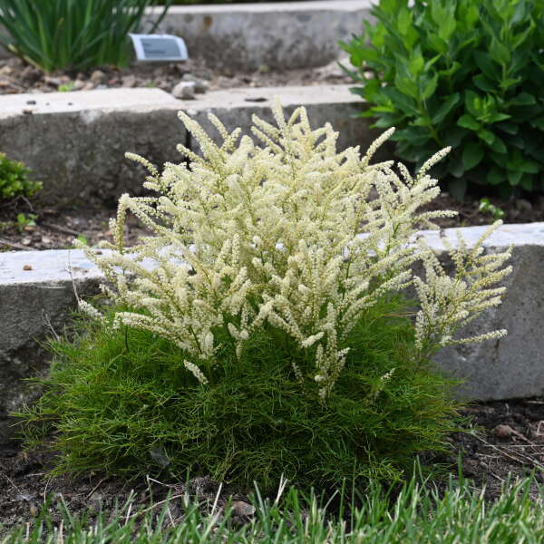 1993  Aruncus Fairy Hair (PBR)  I  Svenskt namn  :Hybridspirea  I  Krukstorlek   : SQ1  I  Förväntad Höjd  :  50 cm  I  Blomningstid :  juni-juli