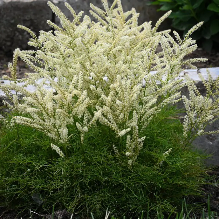 1993  Aruncus Fairy Hair (PBR)  I  Svenskt namn  :Hybridspirea  I  Krukstorlek   : SQ1  I  Förväntad Höjd  :  50 cm  I  Blomningstid :  juni-juli - 2