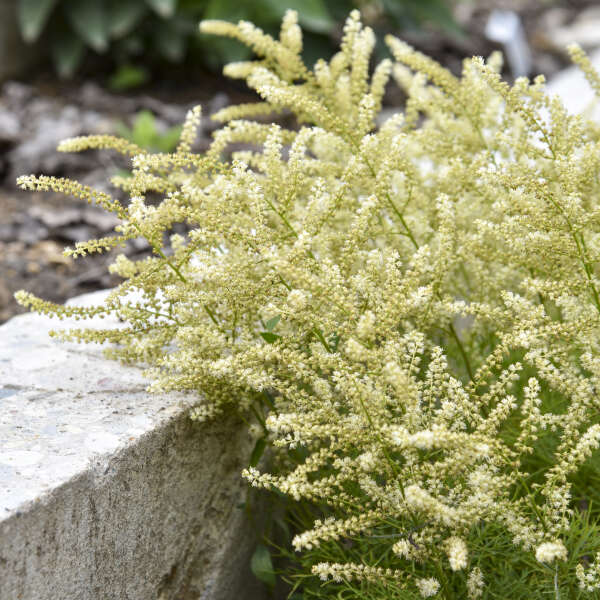 1993  Aruncus Fairy Hair (PBR)  I  Svenskt namn  :Hybridspirea  I  Krukstorlek   : SQ1  I  Förväntad Höjd  :  50 cm  I  Blomningstid :  juni-juli - 4