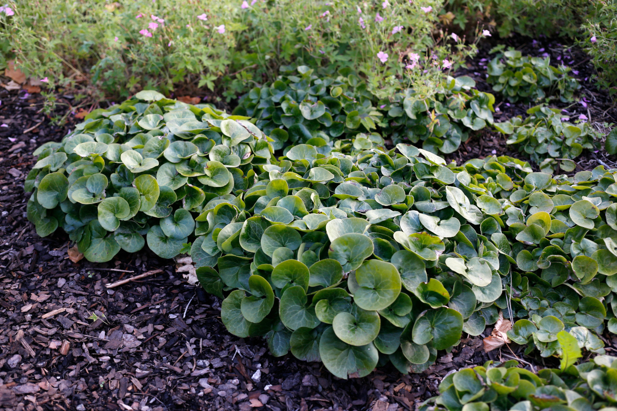 2010  Asarum europaeum  I  Svenskt namn  :Europeisk hasselört  I  Krukstorlek   : P9  I  Förväntad Höjd  :  10 cm  I  Blomningstid :  maj - 3