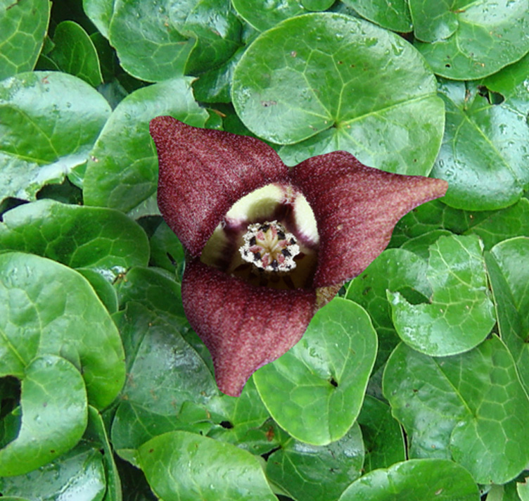 2010  Asarum europaeum  I  Svenskt namn  :Europeisk hasselört  I  Krukstorlek   : P9  I  Förväntad Höjd  :  10 cm  I  Blomningstid :  maj