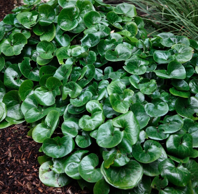 2010  Asarum europaeum  I  Svenskt namn  :Europeisk hasselört  I  Krukstorlek   : P9  I  Förväntad Höjd  :  10 cm  I  Blomningstid :  maj - 2