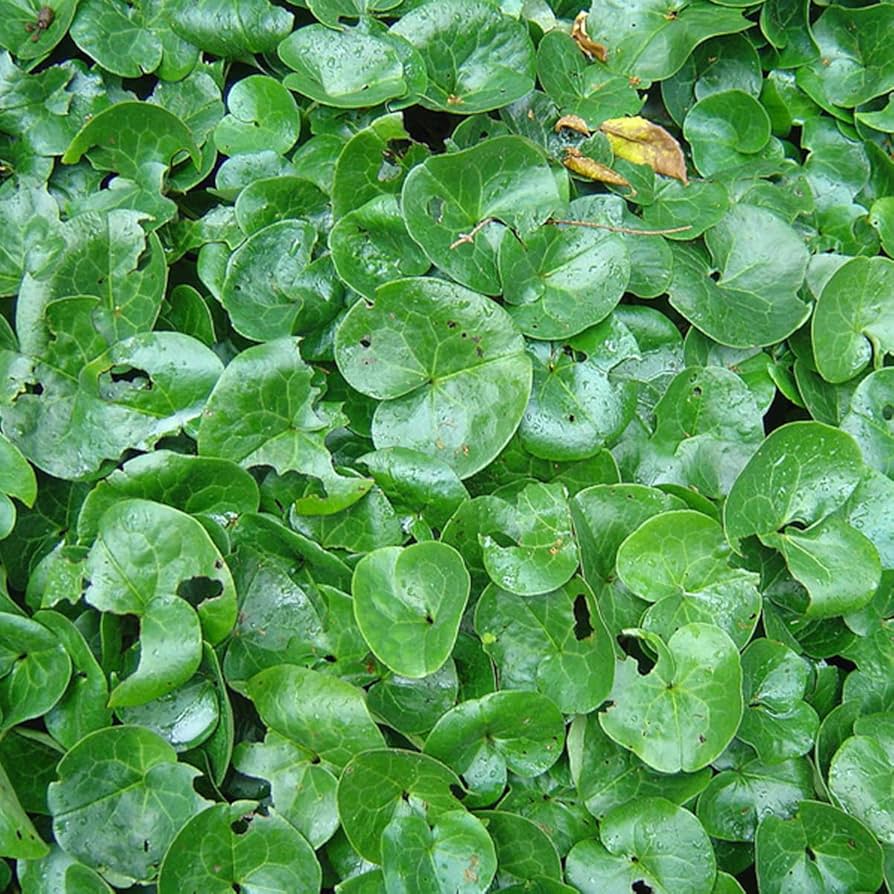 2010  Asarum europaeum  I  Svenskt namn  :Europeisk hasselört  I  Krukstorlek   : P9  I  Förväntad Höjd  :  10 cm  I  Blomningstid :  maj - 4