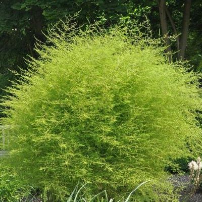 8816  Asparagus officinalis Backlim  I  Svenskt namn  :Sparris  I  Krukstorlek   : SQ2  I  Förväntad Höjd  :  100 cm  I  Blomningstid :  juli - 3