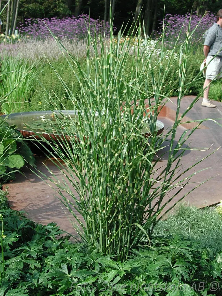 8816  Asparagus officinalis Backlim  I  Svenskt namn  :Sparris  I  Krukstorlek   : SQ2  I  Förväntad Höjd  :  100 cm  I  Blomningstid :  juli - 2