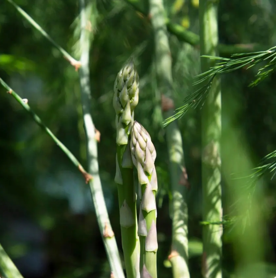 8816  Asparagus officinalis Backlim  I  Svenskt namn  :Sparris  I  Krukstorlek   : SQ2  I  Förväntad Höjd  :  100 cm  I  Blomningstid :  juli