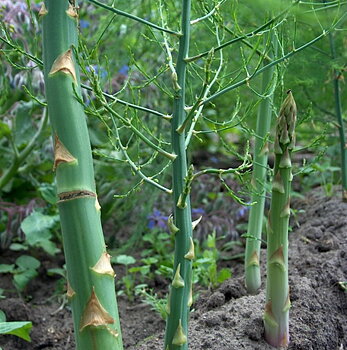 8820  Asparagus officinalis Gijnlim  I  Svenskt namn  :Sparris  I  Krukstorlek   : SQ2  I  Förväntad Höjd  :  150 cm  I  Blomningstid :  juli