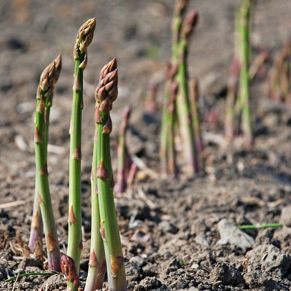 8820  Asparagus officinalis Gijnlim  I  Svenskt namn  :Sparris  I  Krukstorlek   : SQ2  I  Förväntad Höjd  :  150 cm  I  Blomningstid :  juli - 3