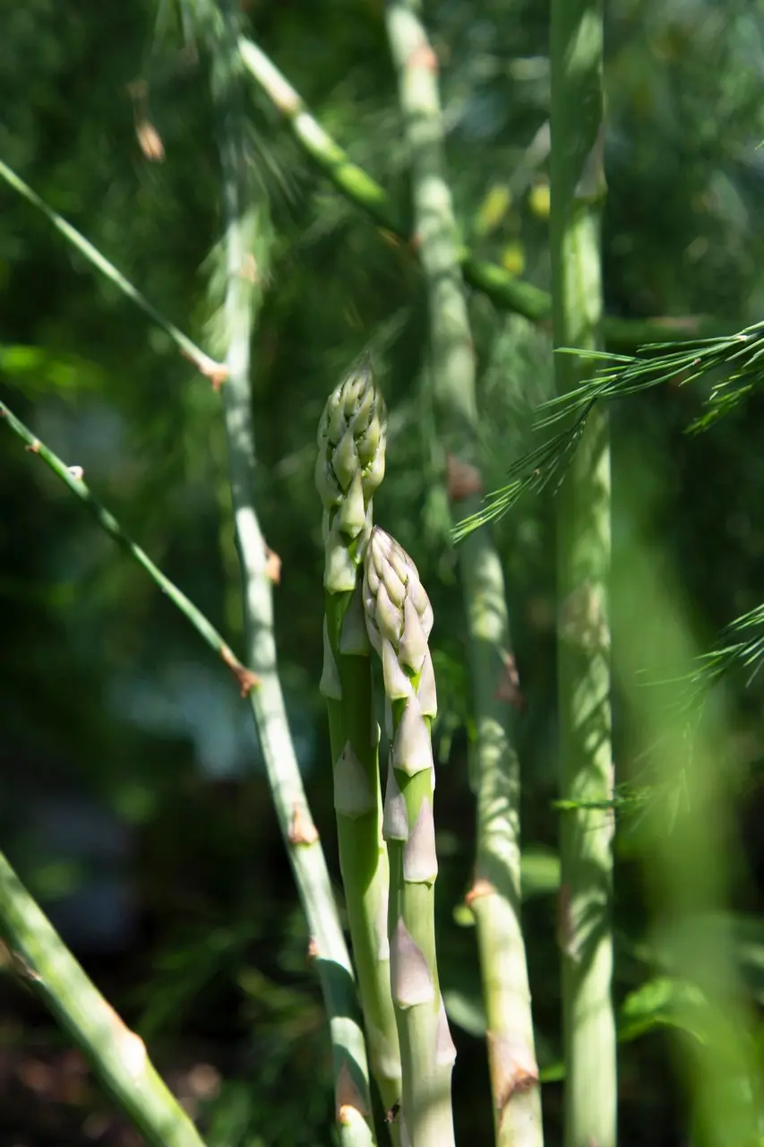 8820  Asparagus officinalis Gijnlim  I  Svenskt namn  :Sparris  I  Krukstorlek   : SQ2  I  Förväntad Höjd  :  150 cm  I  Blomningstid :  juli - 2