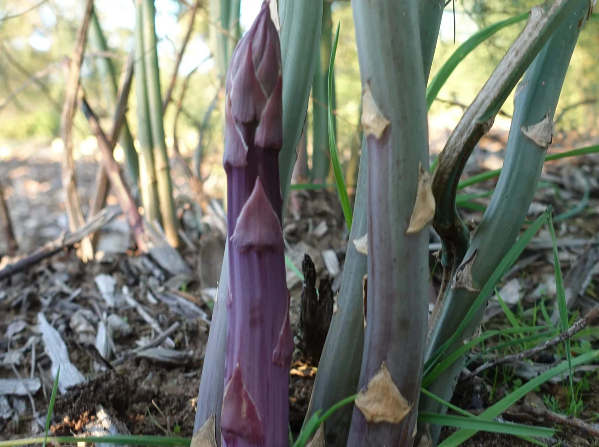 8826  Asparagus officinalis Pacific Purple  I  Svenskt namn  :Sparris  I  Krukstorlek   : SQ2  I  Förväntad Höjd  :  150 cm  I  Blomningstid :  juli - 3