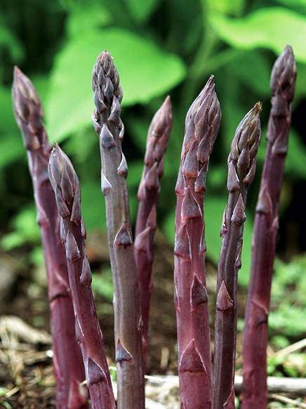 8826  Asparagus officinalis Pacific Purple  I  Svenskt namn  :Sparris  I  Krukstorlek   : SQ2  I  Förväntad Höjd  :  150 cm  I  Blomningstid :  juli - 2