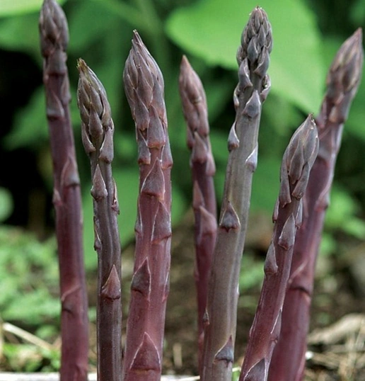 8826  Asparagus officinalis Pacific Purple  I  Svenskt namn  :Sparris  I  Krukstorlek   : SQ2  I  Förväntad Höjd  :  150 cm  I  Blomningstid :  juli