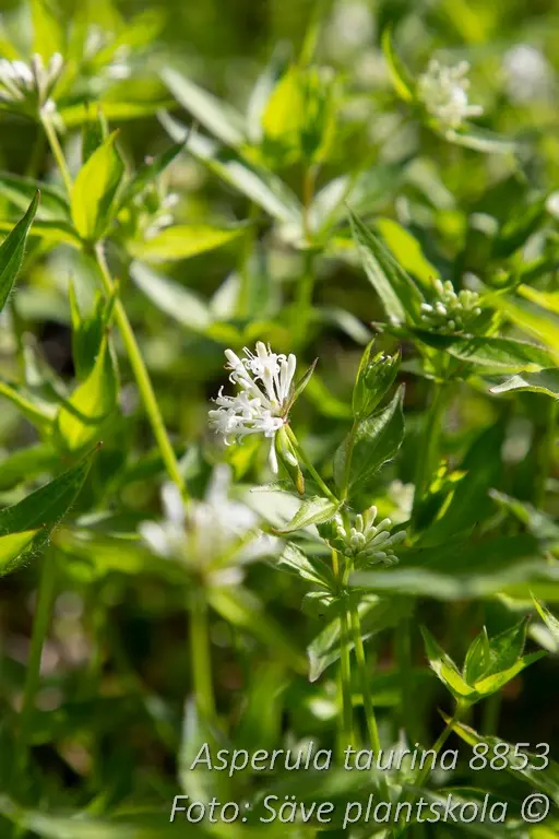 8853  Asperula taurina  I  Svenskt namn  :Taurusmåra  I  Krukstorlek   : 11c  I  Förväntad Höjd  :  30 cm  I  Blomningstid :  maj-juni - 3